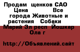 Продам ,щенков САО. › Цена ­ 30 000 - Все города Животные и растения » Собаки   . Марий Эл респ.,Йошкар-Ола г.